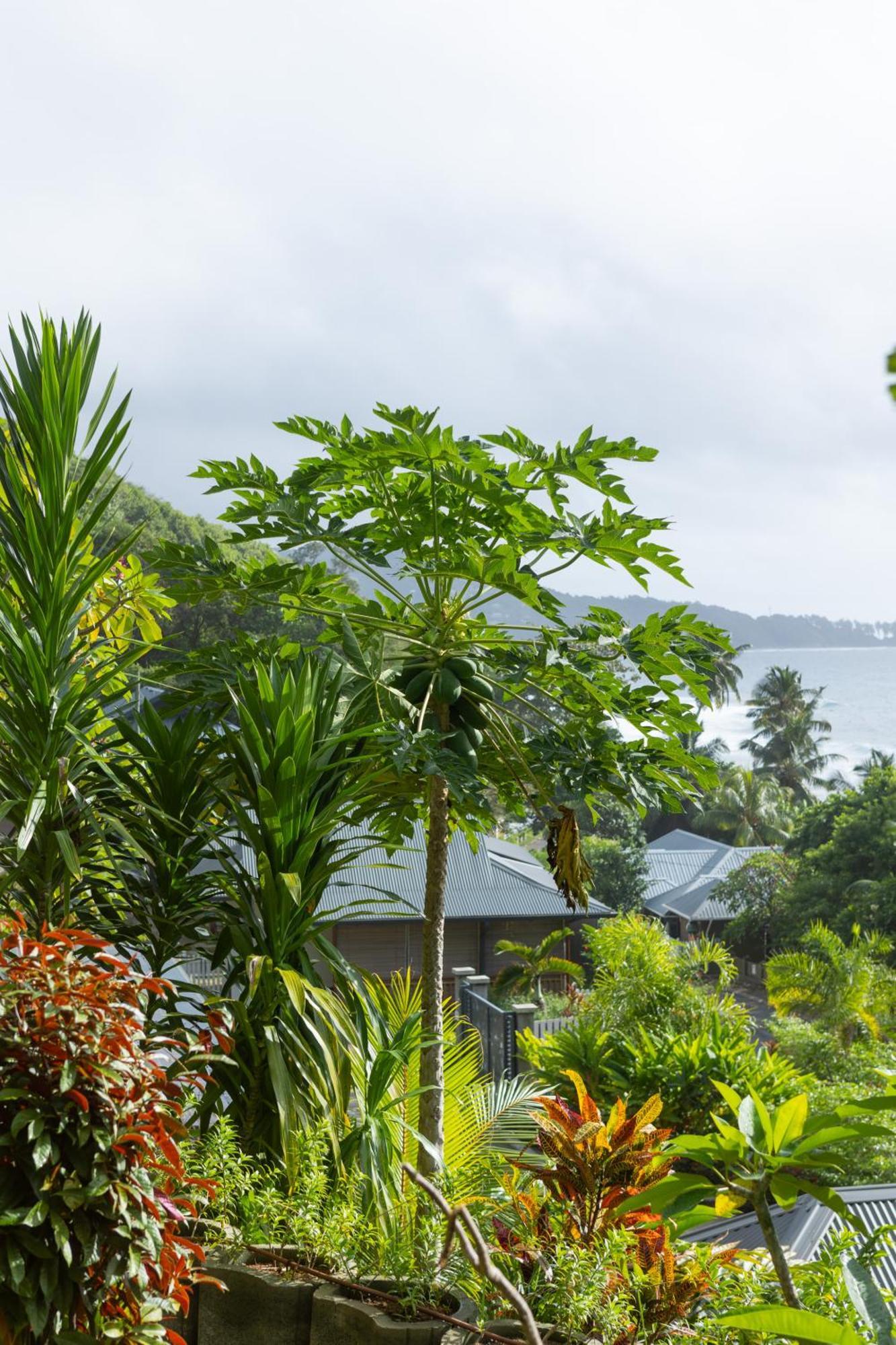 Paradise Chalets Yoga & Wellness Такамака Экстерьер фото